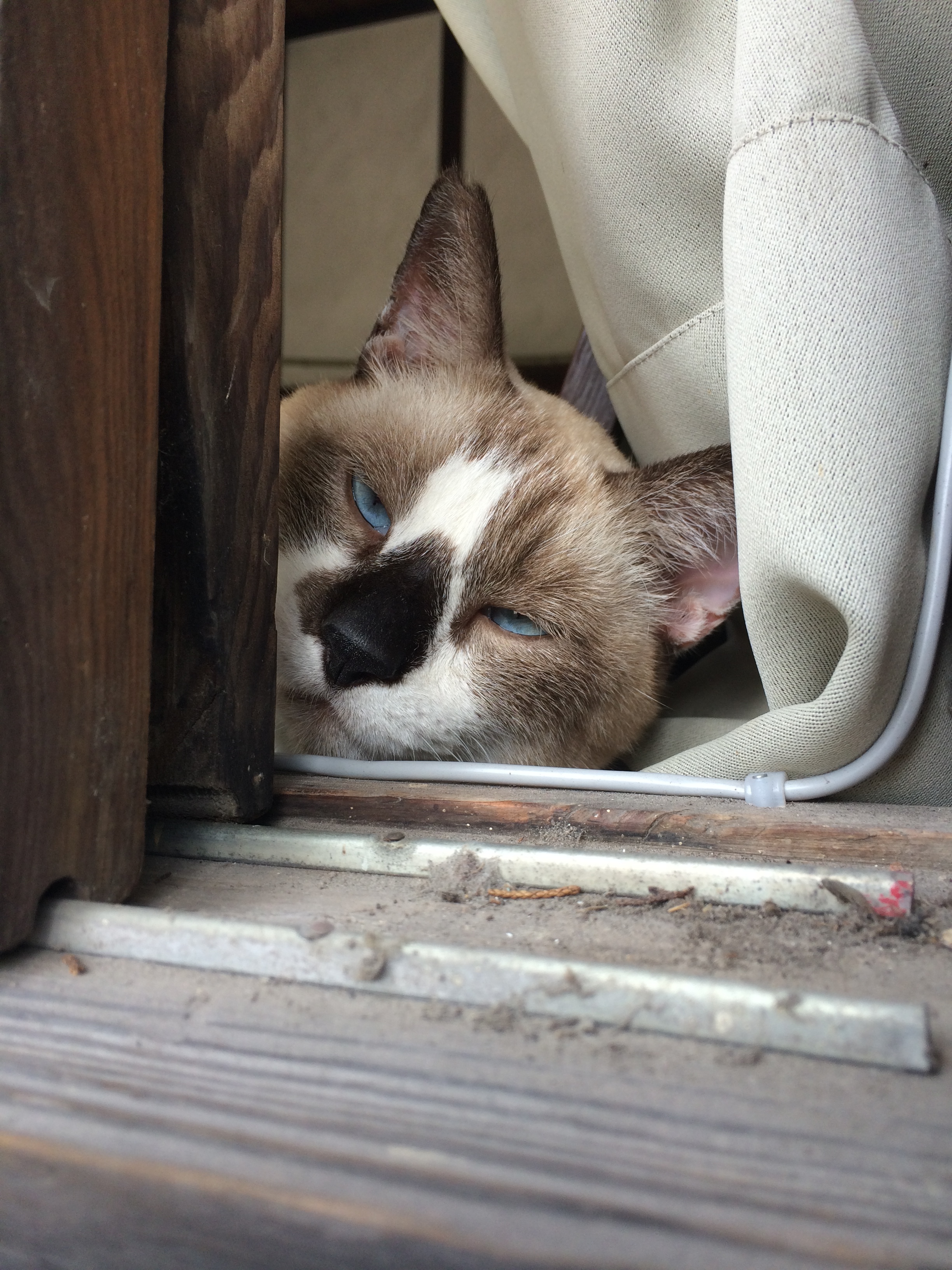 鹿児島にゃん太郎